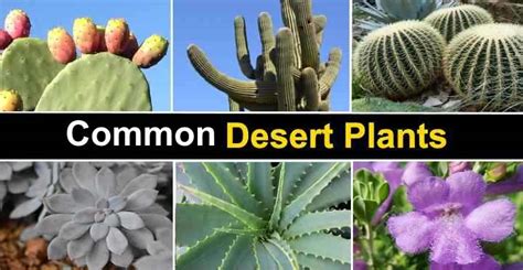 25 Desert Plants With Pictures And Names Identification Guide