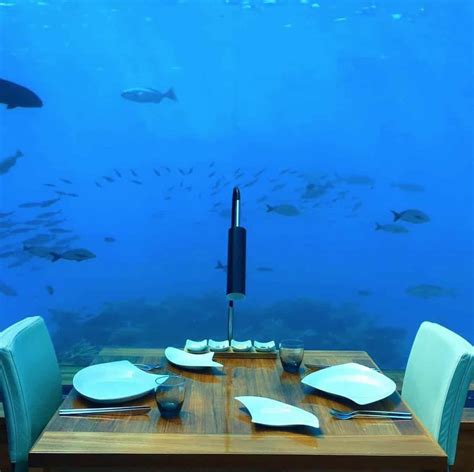23 Underwater Restaurant Maldives Elite Readers