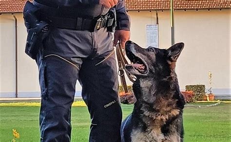 Dopo Anni Va In Pensione Quentin Il Cane Antidroga Della Guardia Di