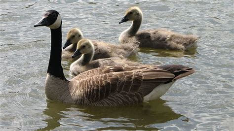 6 Honking Facts About Canada Geese Mental Floss