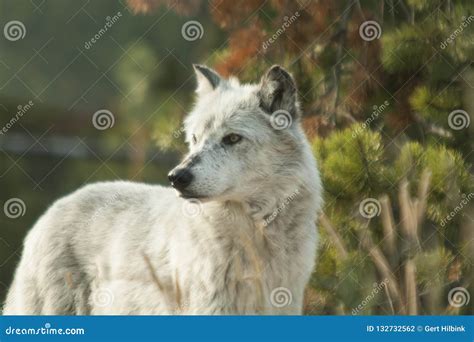 Loup Du Nord De Rocky Mountains Irremotus De Lupus De Canis Photo