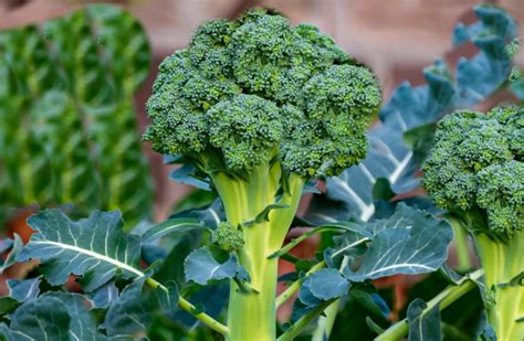 Best Companion Plants For Broccoli In The Vegetable Garden