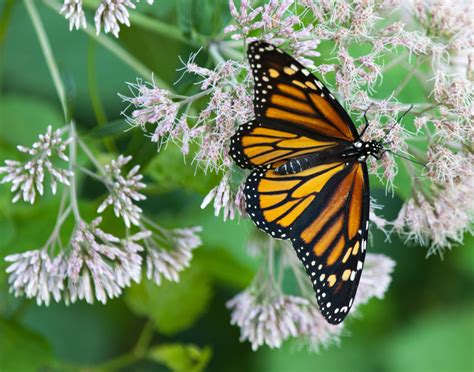 Monarch Butterfly May Be Moved To Threatened Species List