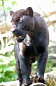 Pantera negra - Wikipedia, la enciclopedia libre