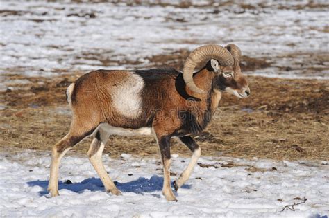 Mouflon Im Winter Stockfoto Bild Von Pelz Spezies Brut 18437262