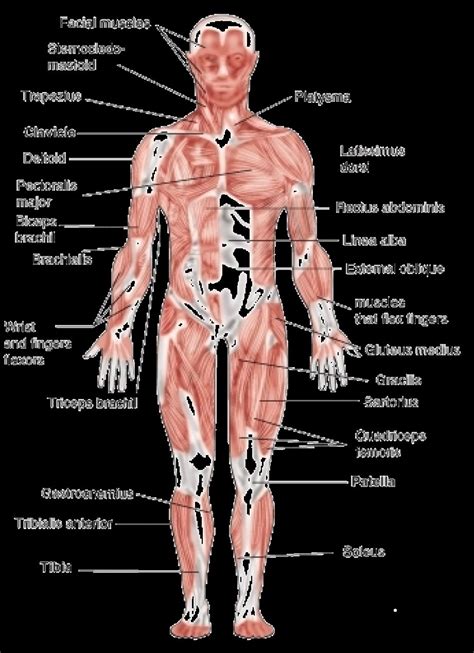 Arm Muscles Diagram For Kids Diagram Labeled For Kids Simple Human