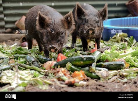 Domestic Pigs For Food Hi Res Stock Photography And Images Alamy