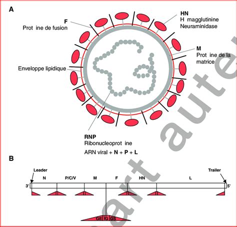 Le Paramyxovirus A Et Son Organisation Génomique B Organisation Du