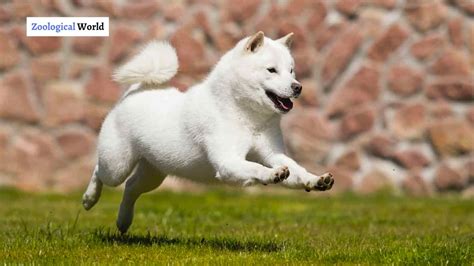 Hokkaido Dog Breed Complete Gudie Zoological World
