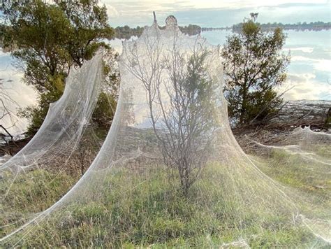 Australian Countryside Covered In Silky Gossamer Spiderwebs After Flooding
