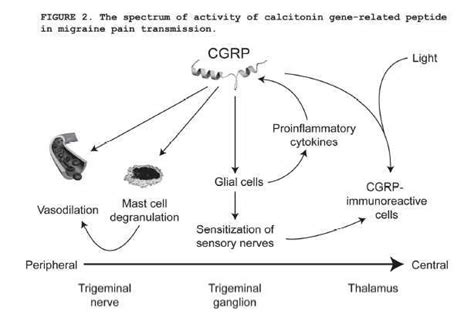 Calcitonin Gene Related Peptide Cgrp