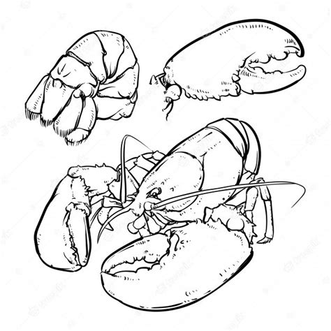 Premium Vector Lobster With Claws Sketch