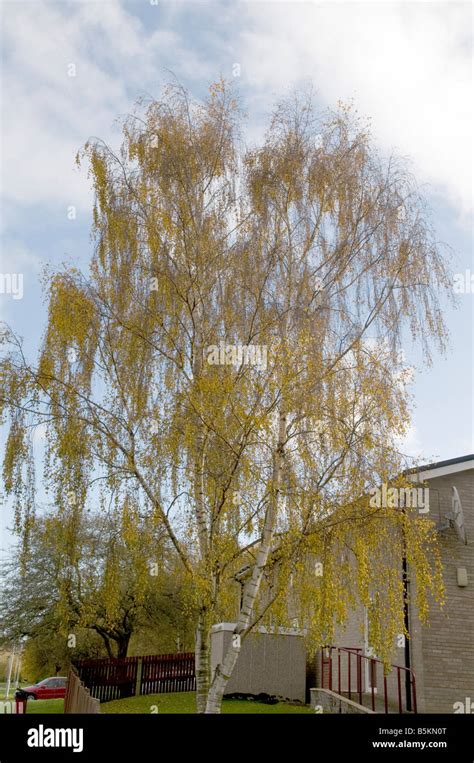 Weeping Willow Tree Golden Hi Res Stock Photography And Images Alamy