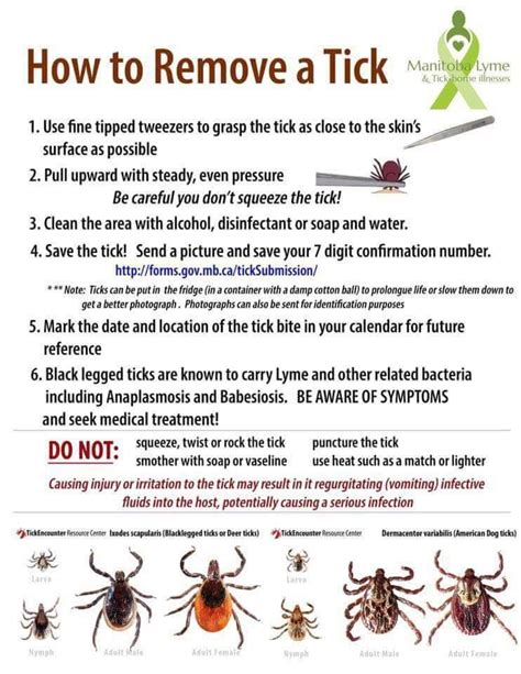 How To Remove Stick Ticks Holistic Healthy Helpful Hints