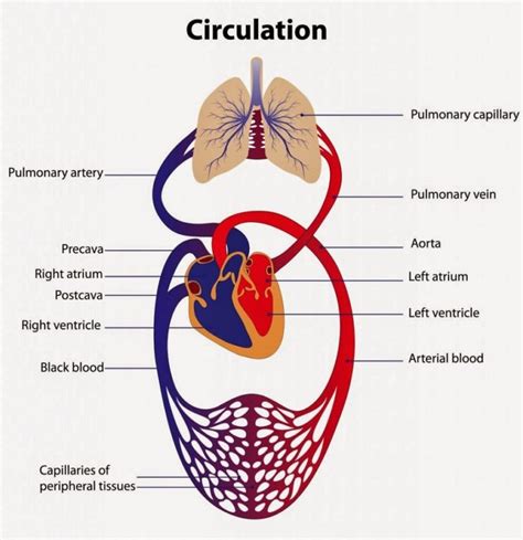 Cardiovascular System Diagrams 101 Diagrams