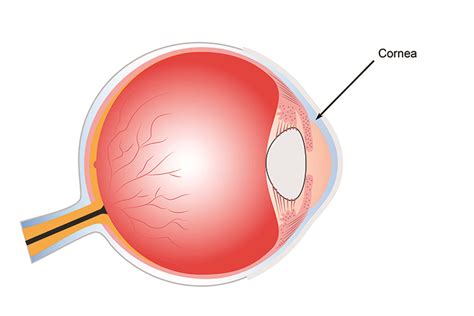 The Cornea Is The Front Lens Of The Eye And Refracts Light