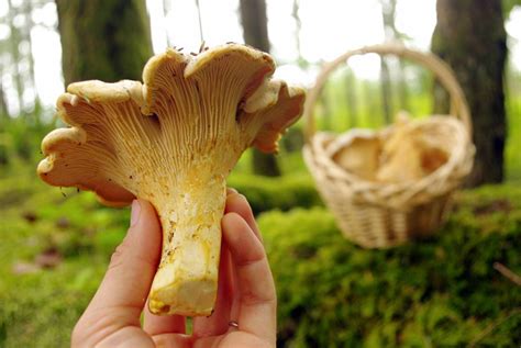 Wshgnet Blog Finding Gold In The Forest Chanterelle Mushrooms The