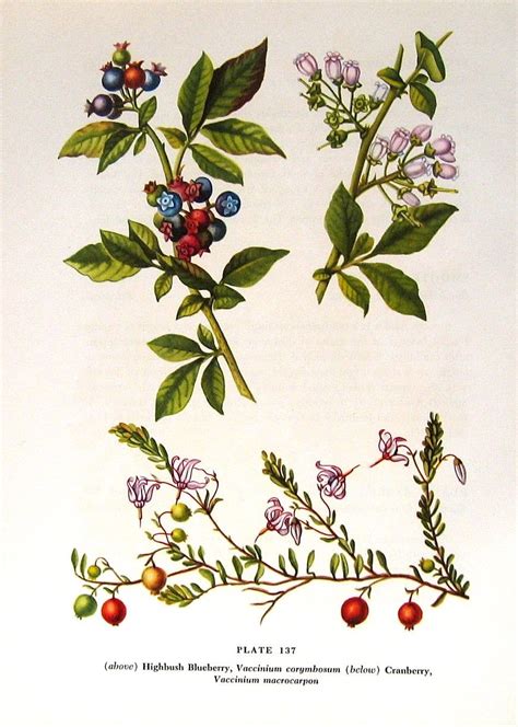 blueberry branch flower drawing blueberry flowers vintage botanical prints