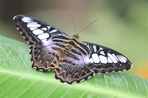 Clipper Butterfly Free Creative Commons Images From Picserver