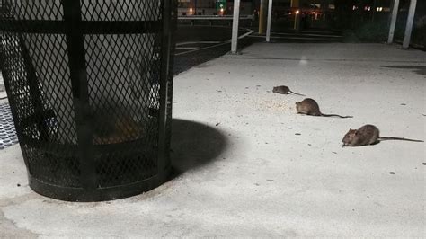 Rat Race How New Yorks Rodents Have Evolved To Mirror City Dwelling