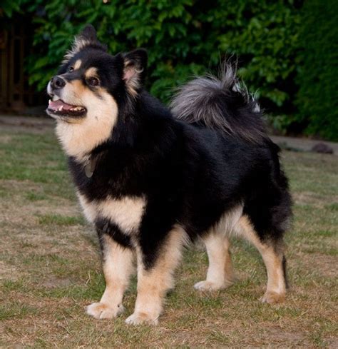 Finnish Lapphund Cute Dogs Breeds Dog Breeds Farm Animals Cute