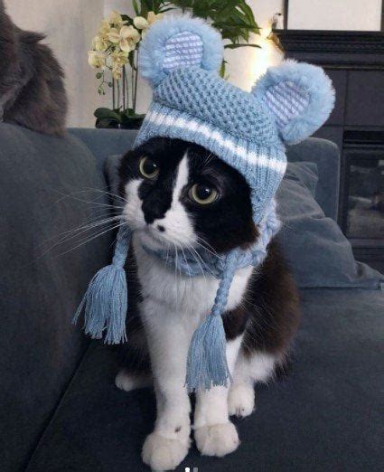 Funny Outfits For Cats 20 Most Funny Clothes For Cats