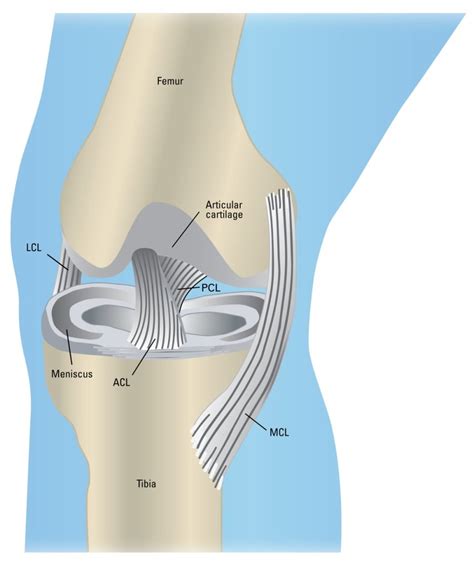 Picture Of Meniscus In Knee Human Anatomy