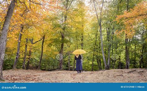 Woman With An Umbrella Walks In Autumn Park Stock Photo Image Of