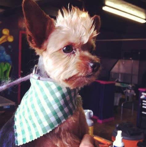 Cutting your own hair often sounds like an accident waiting to happen but, with a little bit of practice, it can be easy to create stunning styles at home. The Dog Salon loves a yorkie with a mohawk! (With images) | Dog mohawk, Dog haircuts, Yorkie ...