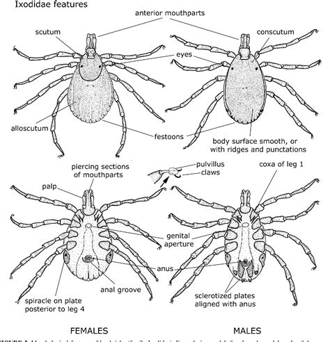 Figure 31 From Ticks Of Australia The Species That Infest Domestic