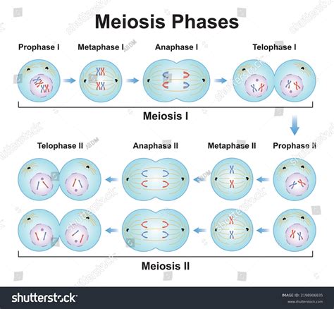 Scientific Designing Meiosis Phases Germ Cell Stock Vector Royalty