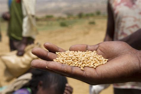 Predicting Drought Related Food Insecurity In Ethiopia The Centre For
