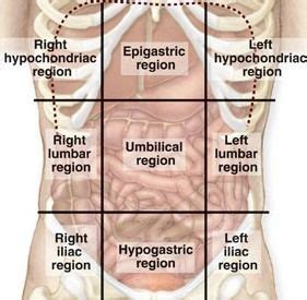 The first is the midsagittal or median plane. Abdominal Regions And Quadrants | Quadrants of the abdomen, Medical terminology, Anatomy, physiology