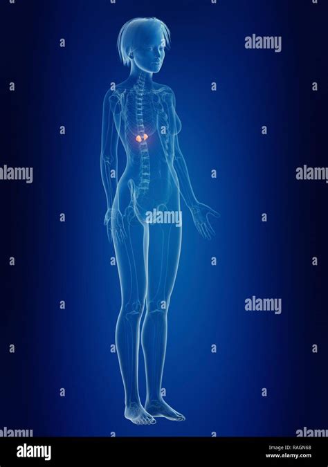Illustration Of A Womans Painful Adrenal Glands Stock Photo Alamy