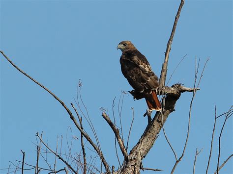 Dfw Raptors Hawks Falcons And Eagles Dfw Urban Wildlife