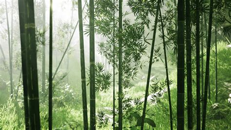 Asian Bamboo Forest With Morning Fog Weather 8046359 Stock Video At