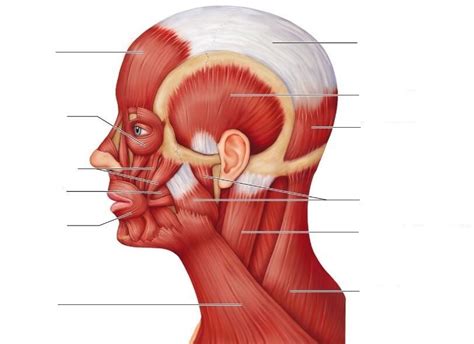 Head And Neck Muscles Part 2 Diagram Quizlet