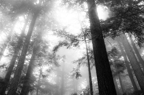 Free Images Tree Nature Forest Branch Light Black And White Fog