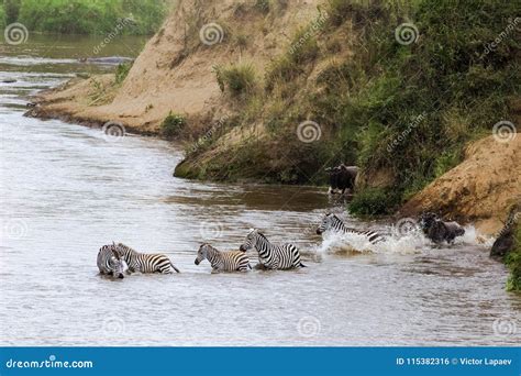Zebras Swim To The Other Side Of The Mara River Kenya Africa Stock