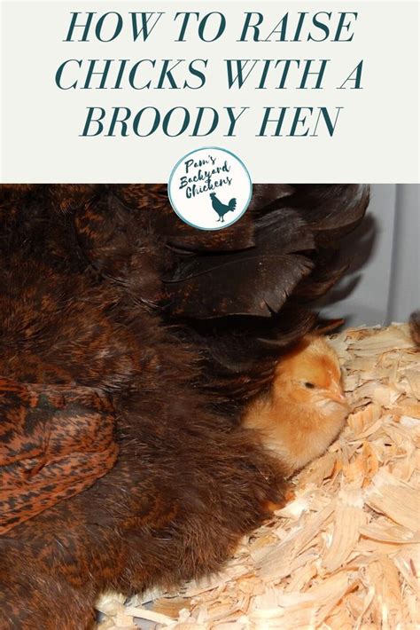 Pams Backyard Chickens How To Raise Chicks With A Broody Hen