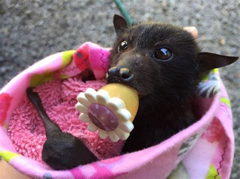 This Fruit Bat Is An Important Part Of The Ecosystem She