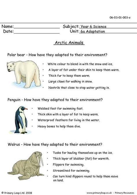 Animal Adaptations Worksheets Grade 4 Kidsworksheetfun
