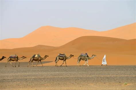 Camel Caravan Going Through The Sand Dunes Stock Image Everypixel