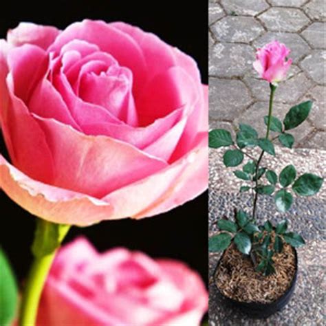 Gambar terkait dengan gambar bunga mawar berwarna. Gambar Bunga Mawar Pink - Gambar Ngetrend dan VIRAL