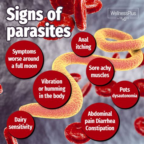 Signs Of Parasites Wellnessplus By Dr Jess