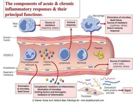 Ppt General Pathology Chapter 2 Acute And Chronic Inflammation