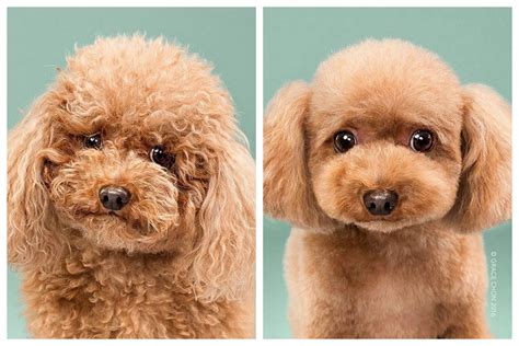 Adorable Dogs Before And After Haircuts Simplemost