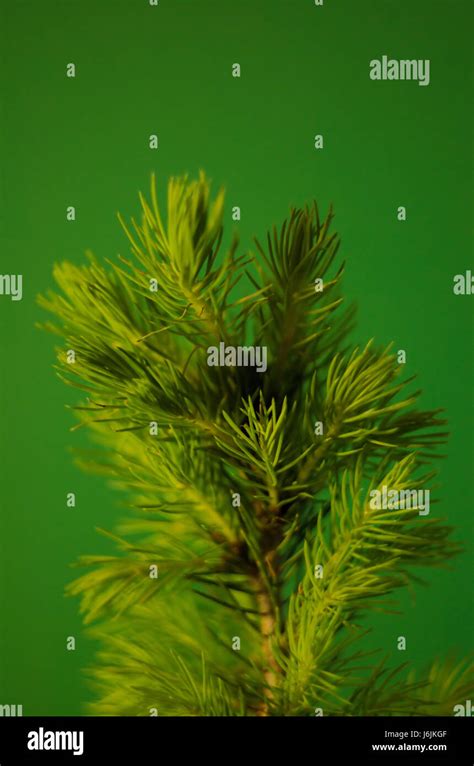 Growing Conifer Seedling On The Green Background Beautiful Close Up