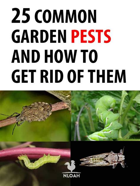 25 Common Garden Pests And How To Get Rid Of Them • New Life On A