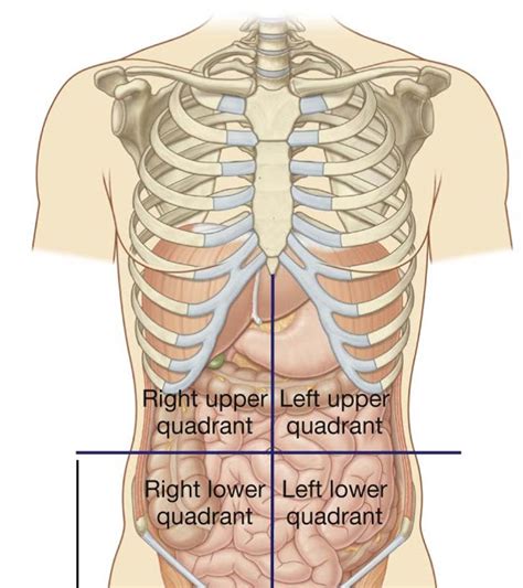 Abdominal Quadrants Labeled Pin On Anatomy Identification For Anatomy